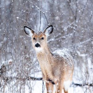 Meet your Posher, Linda